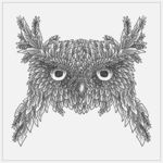 猫头鹰的素描