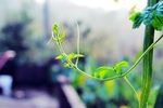 绿芽