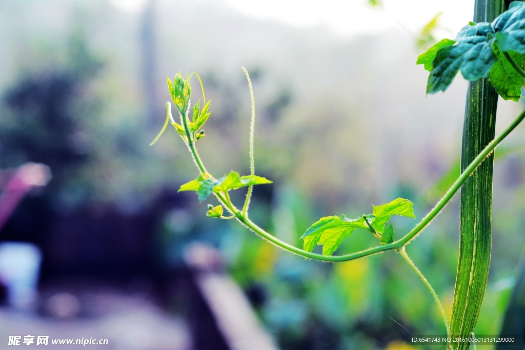 绿芽