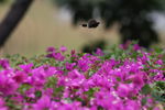 蝴蝶和花