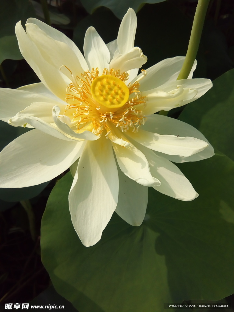 荷花