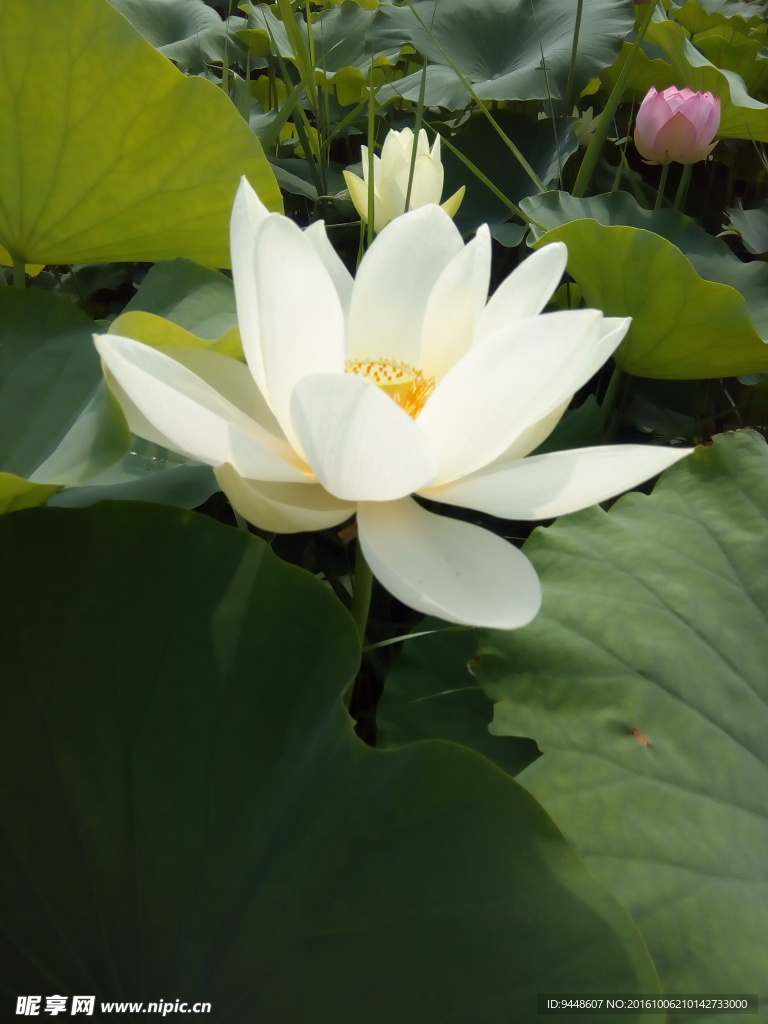 荷花