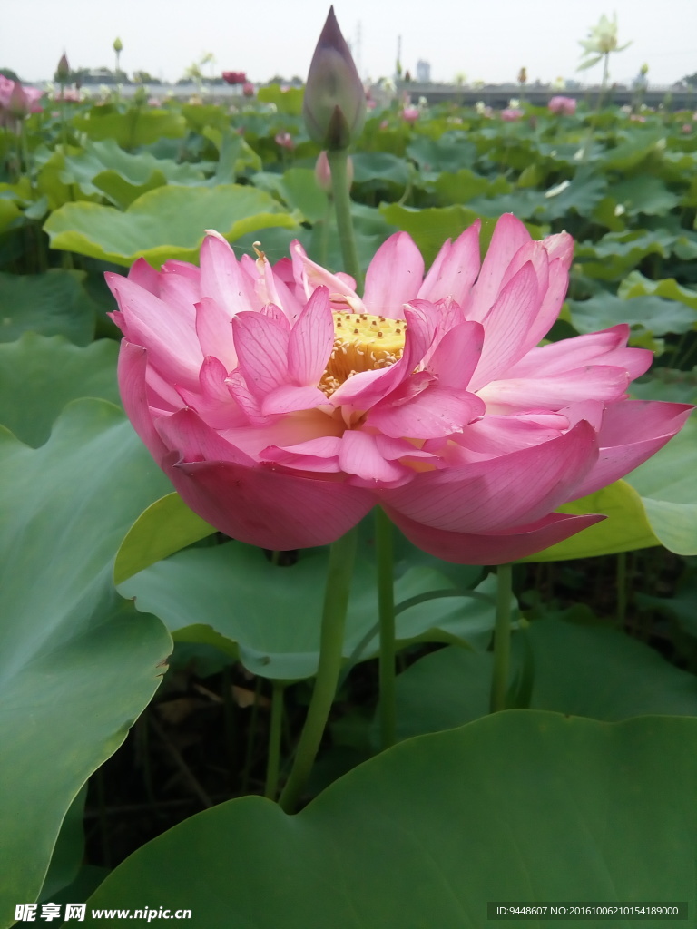 荷花