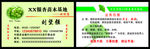 银杏苗木名片 苗木基地 绿色
