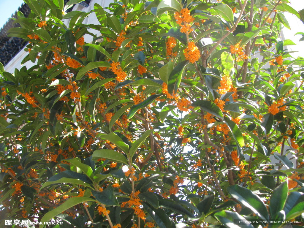 桂花