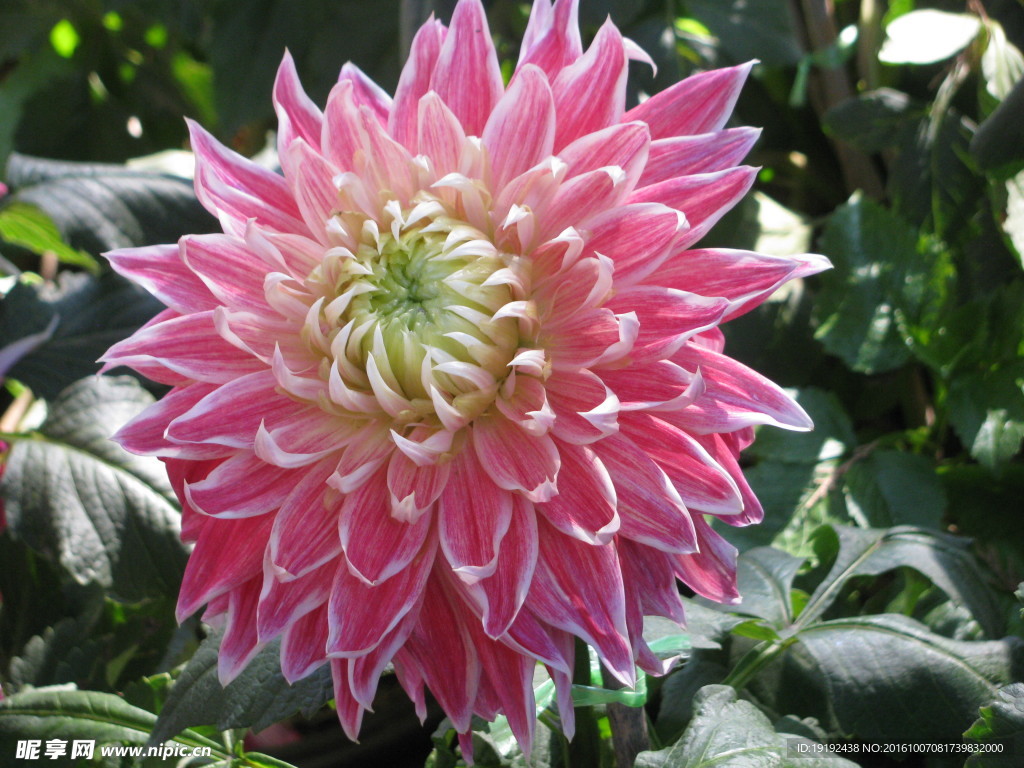 大丽花