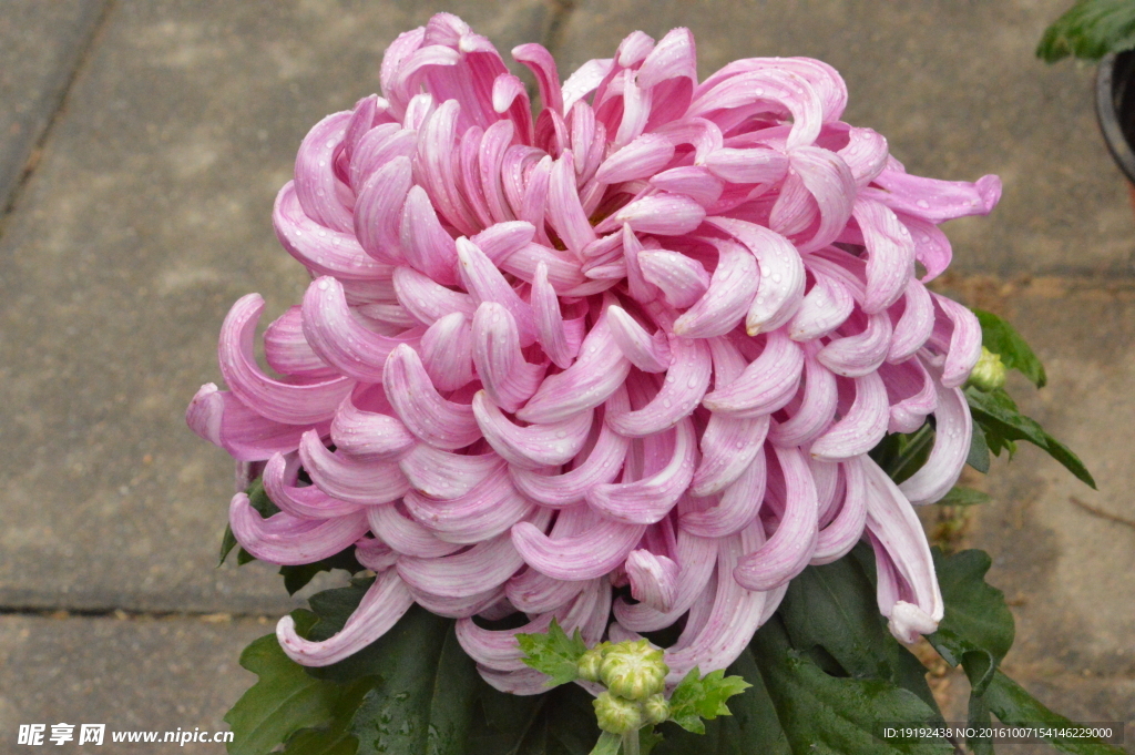 菊花