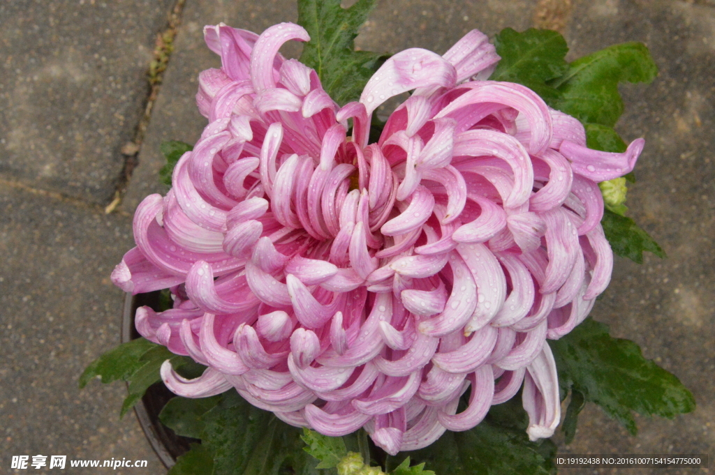 菊花