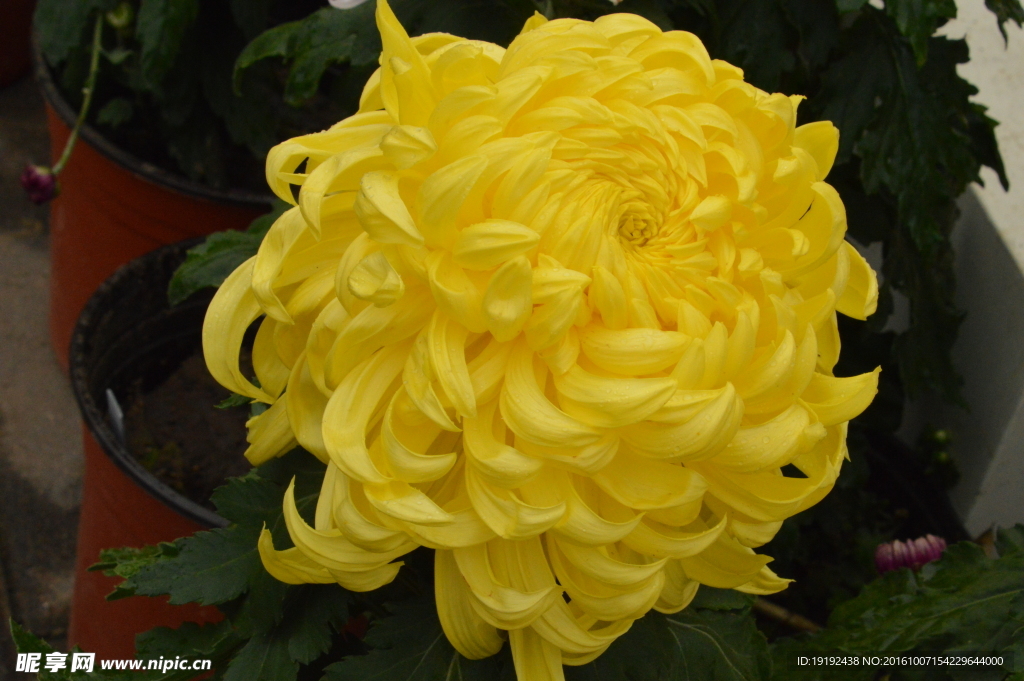 菊花