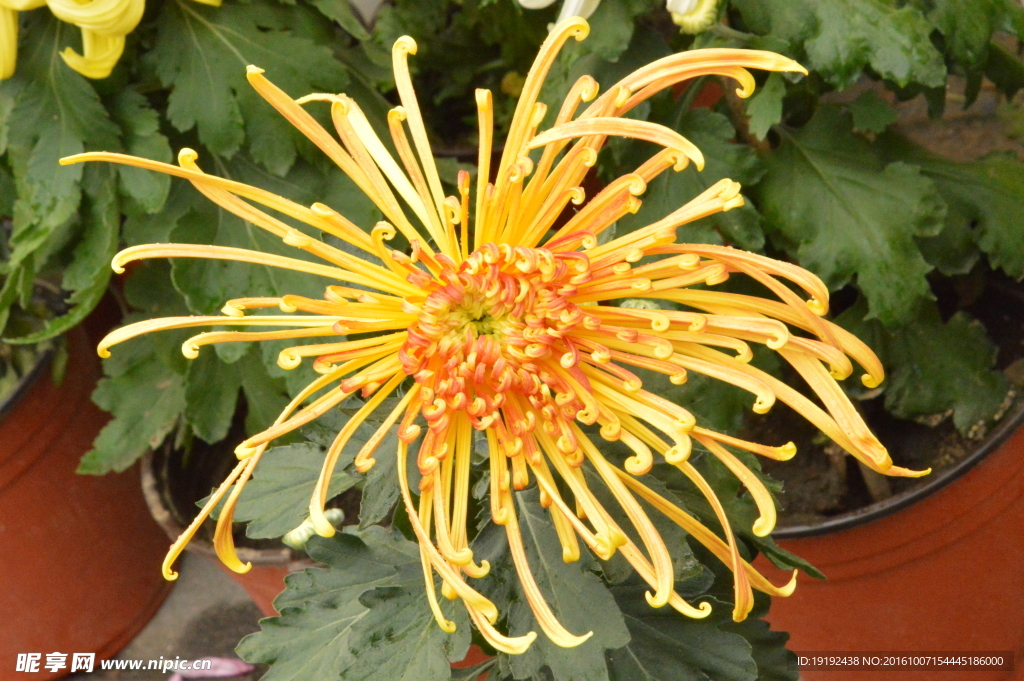 菊花