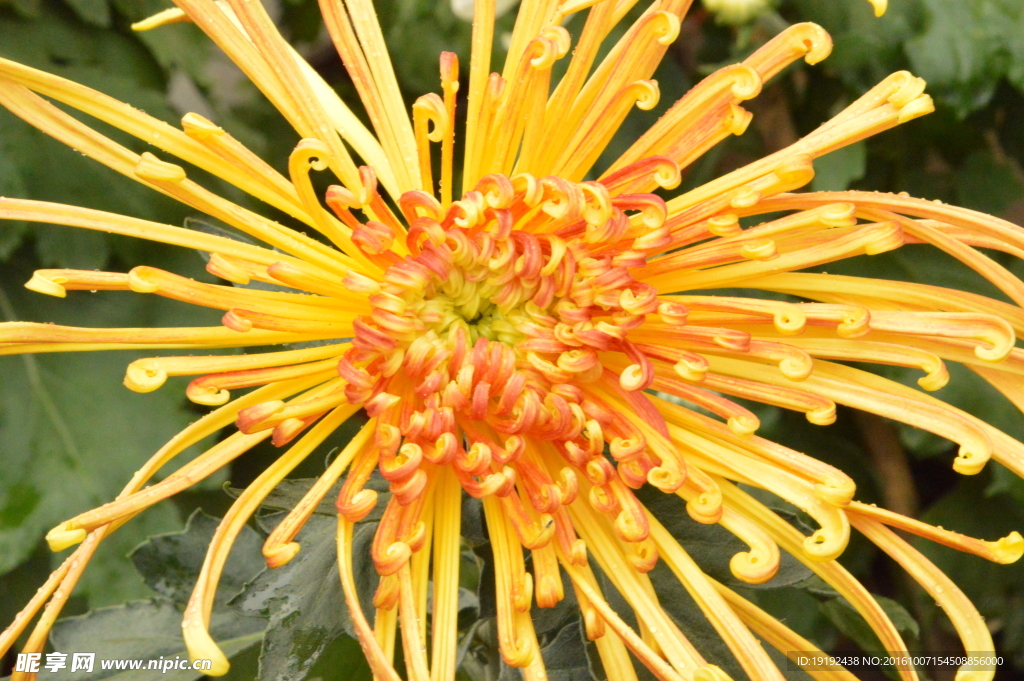 菊花