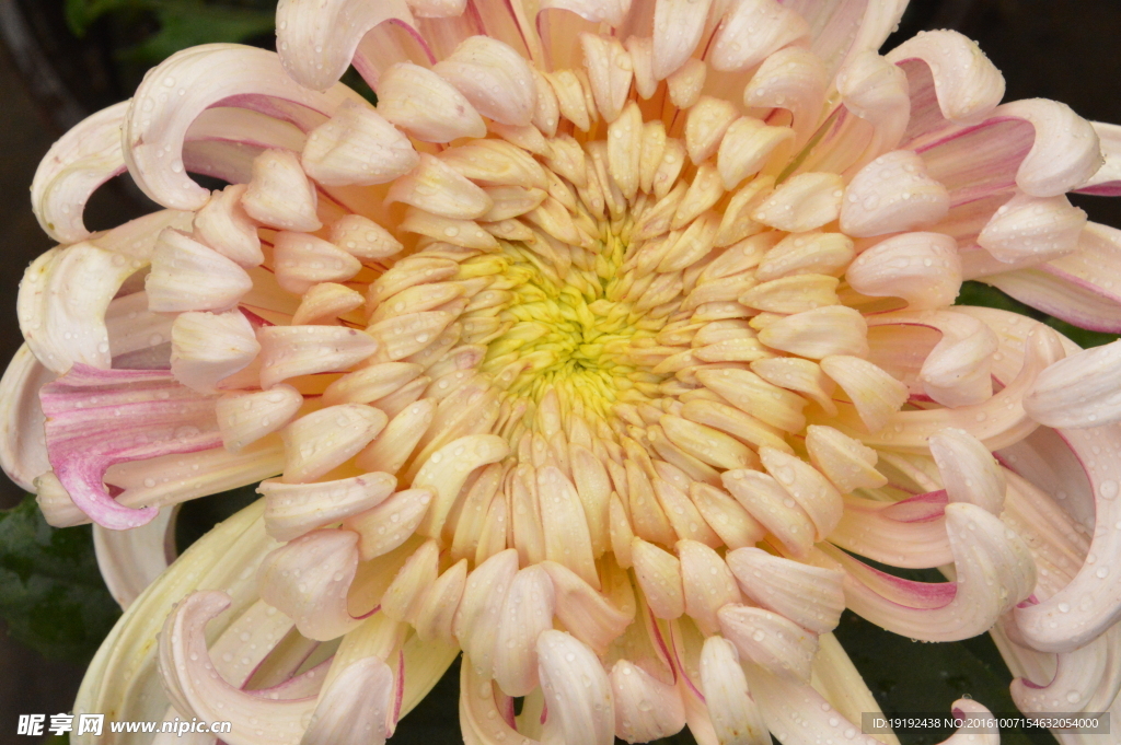 菊花
