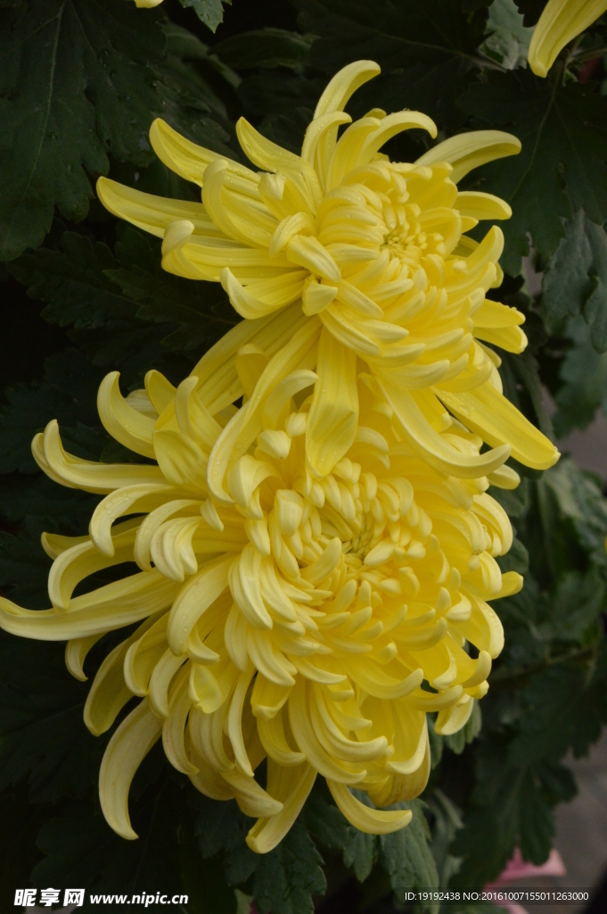 菊花