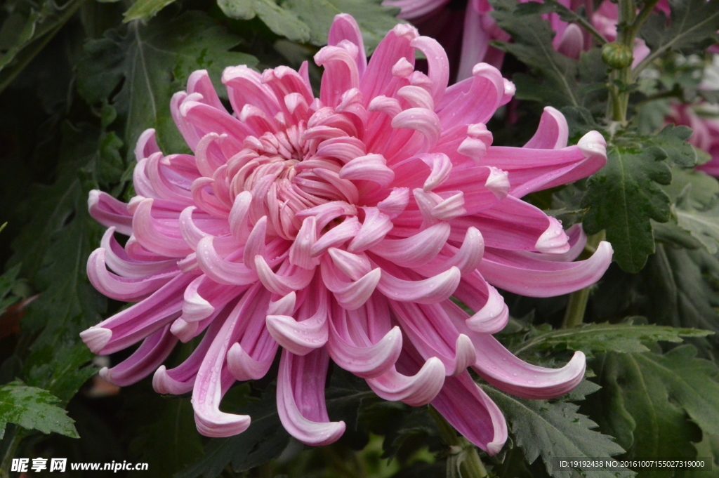 菊花