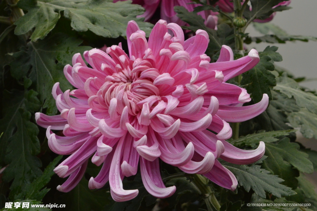 菊花
