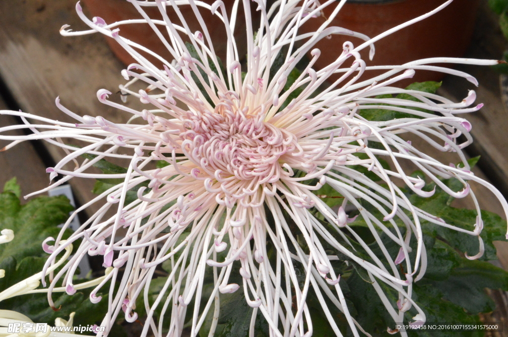 菊花