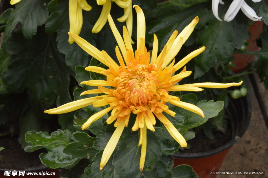 菊花