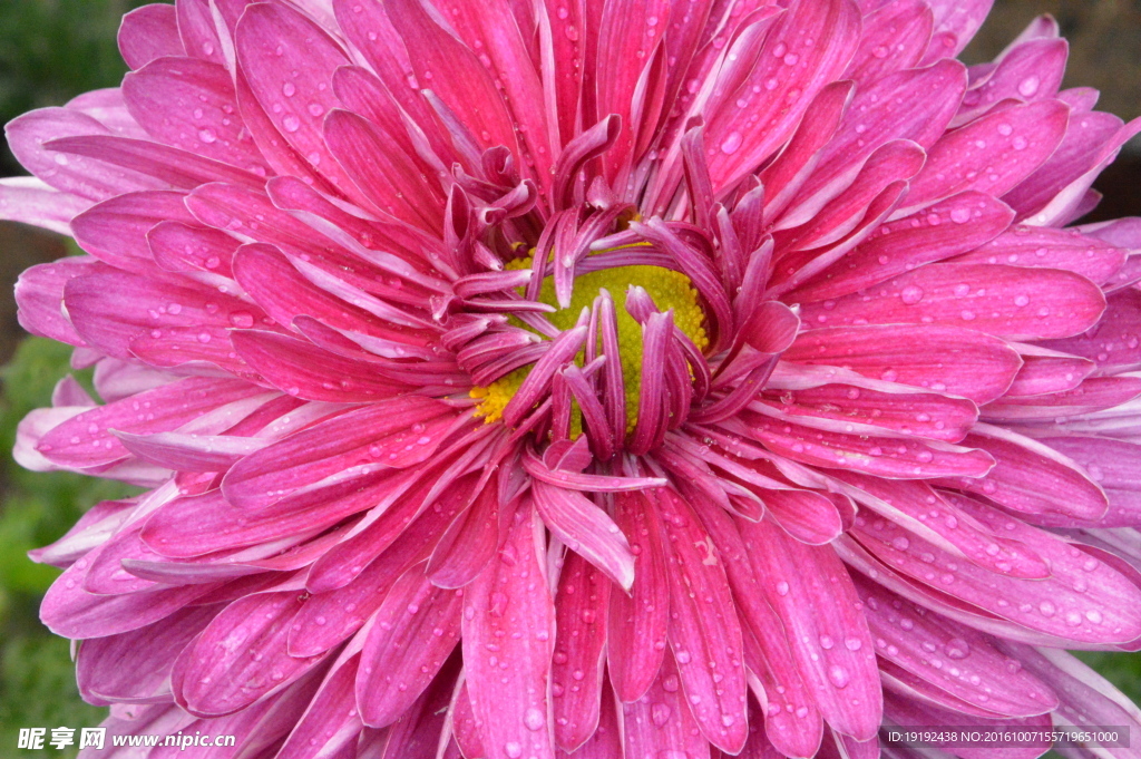 菊花