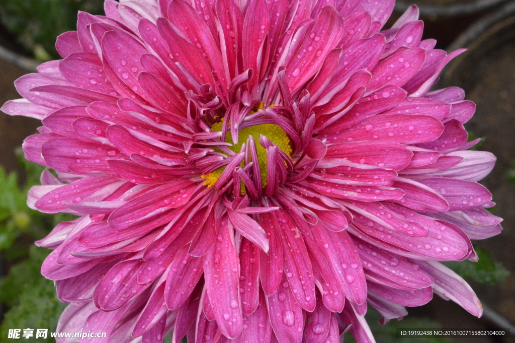 菊花
