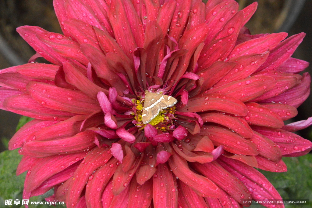 菊花