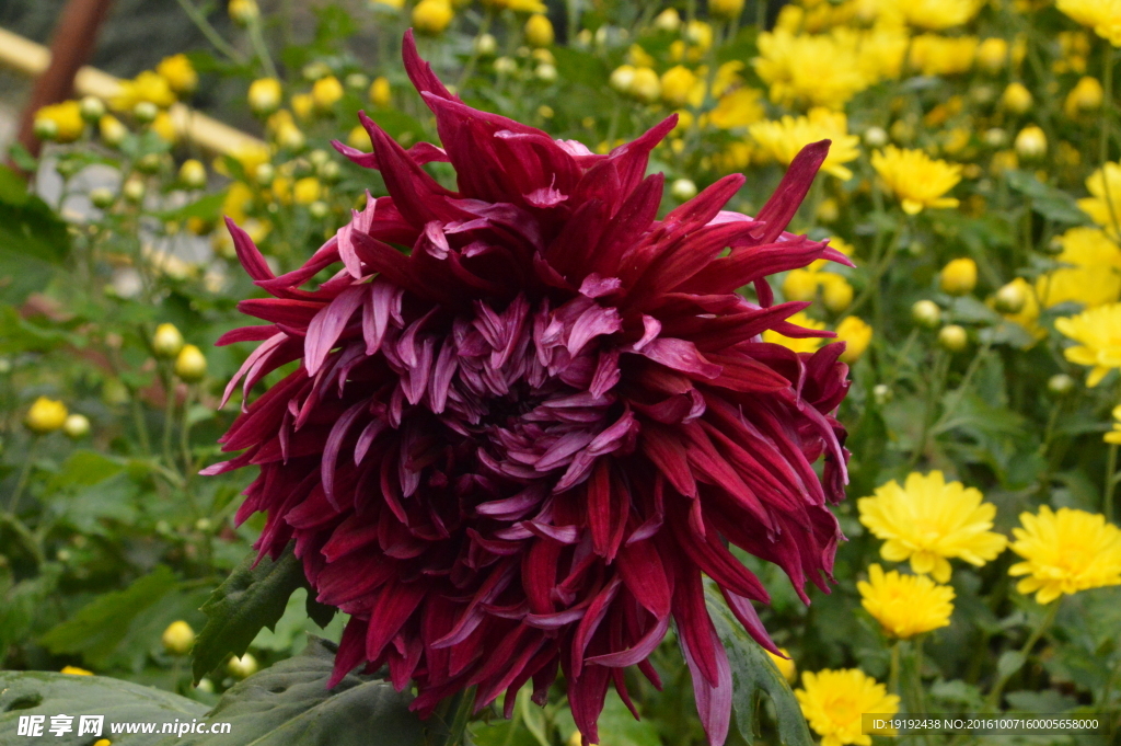 菊花