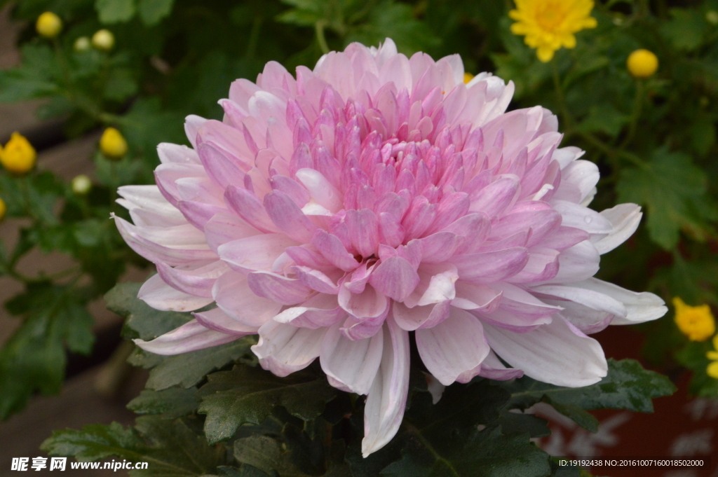 菊花