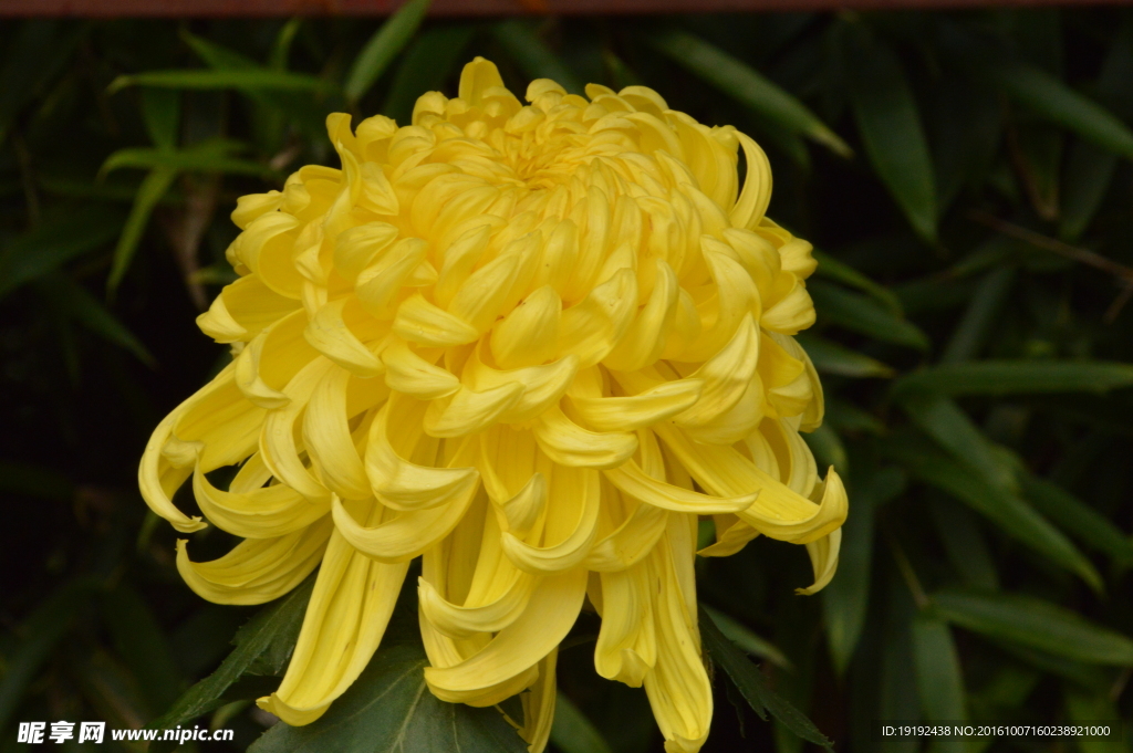 菊花
