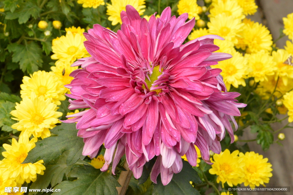 菊花