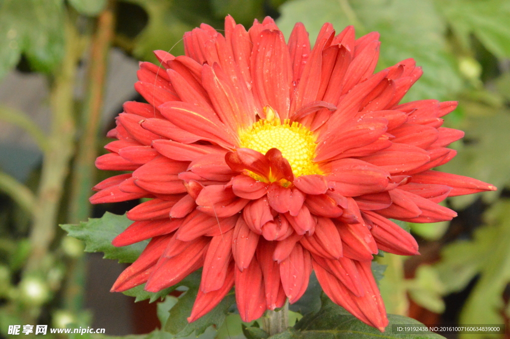 菊花