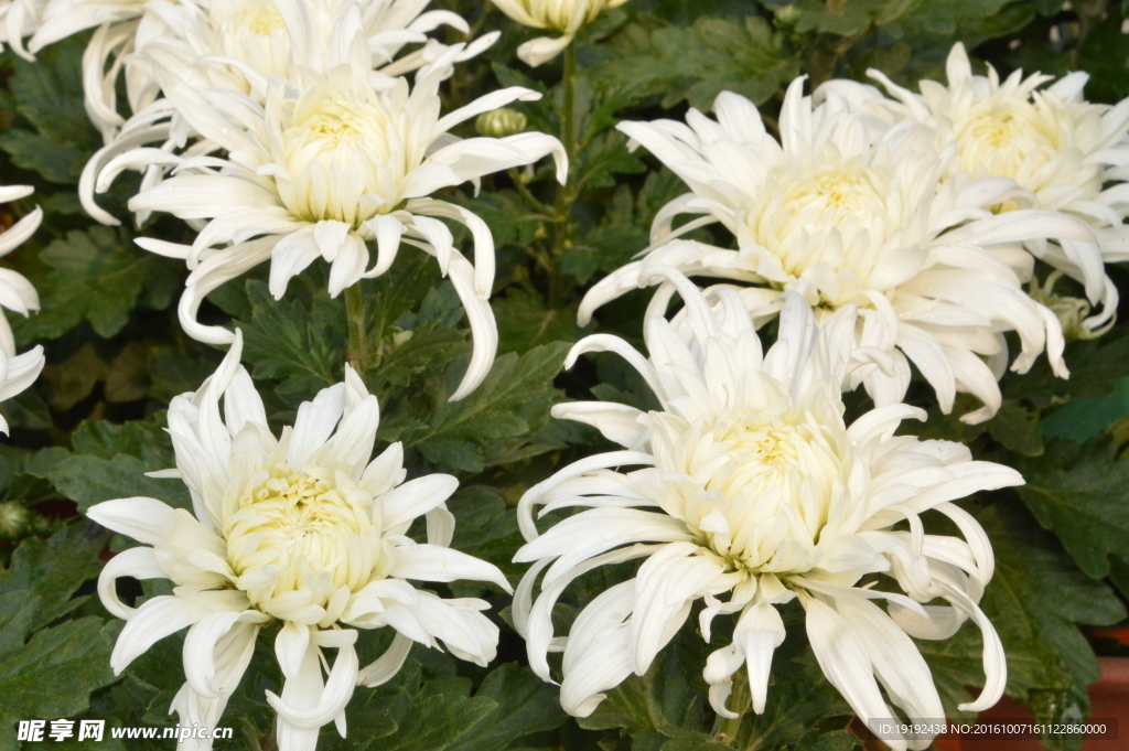 菊花