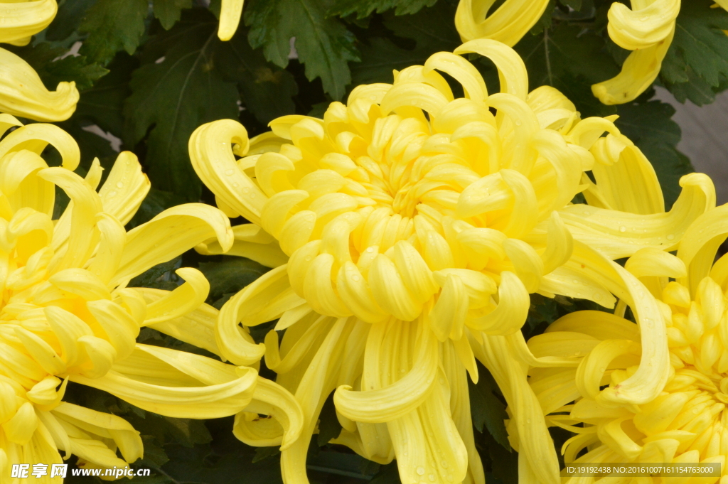 菊花