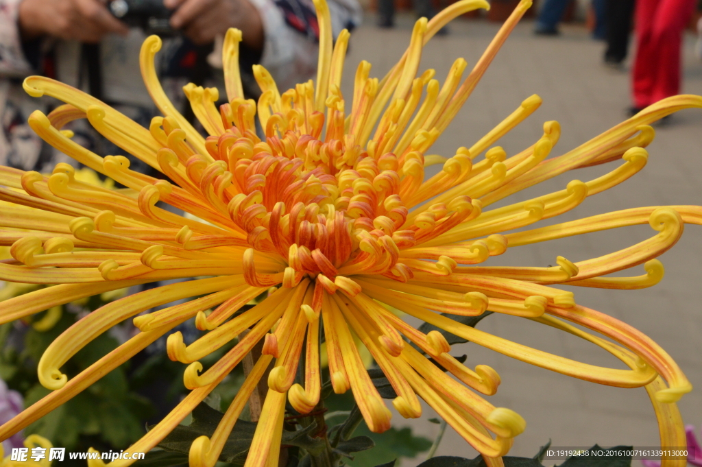 菊花