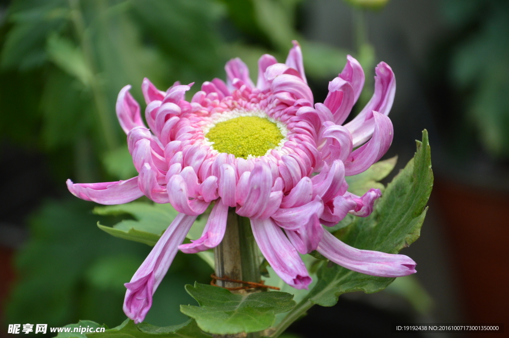 菊花