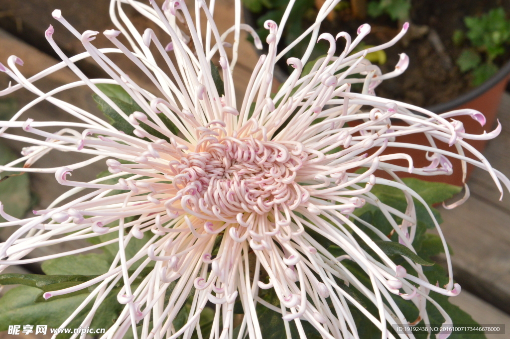 菊花