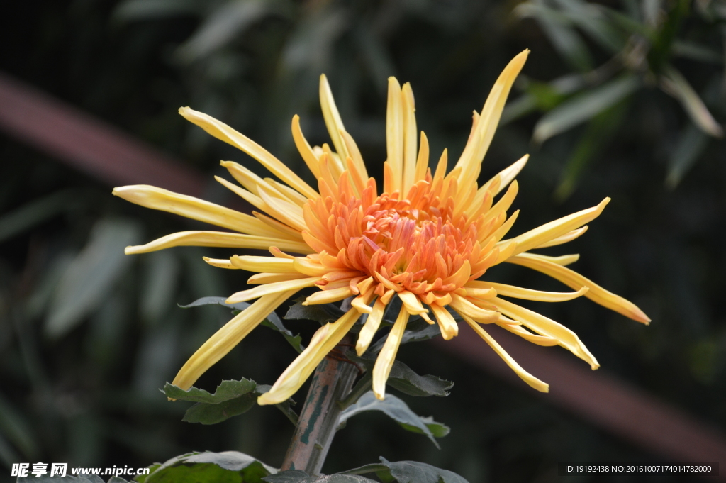 菊花