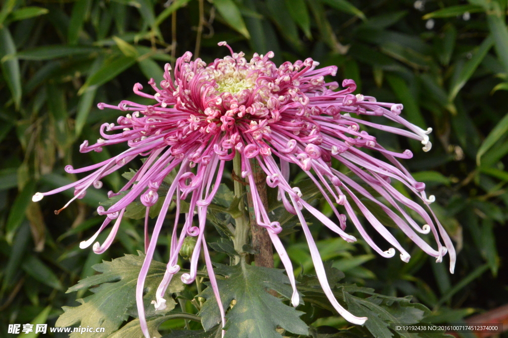 菊花