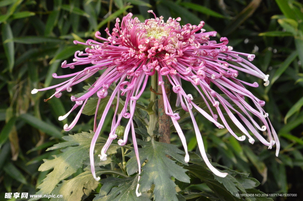 菊花