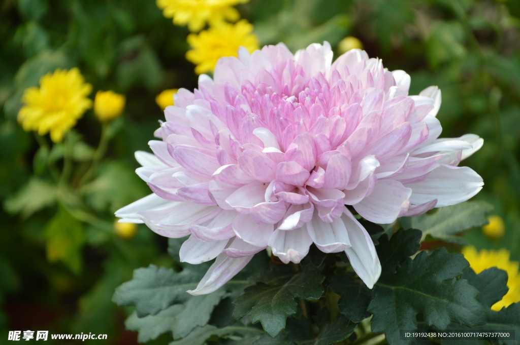 菊花