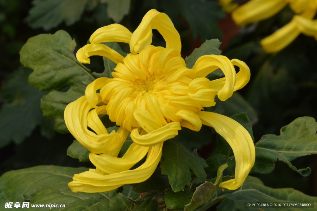 菊花
