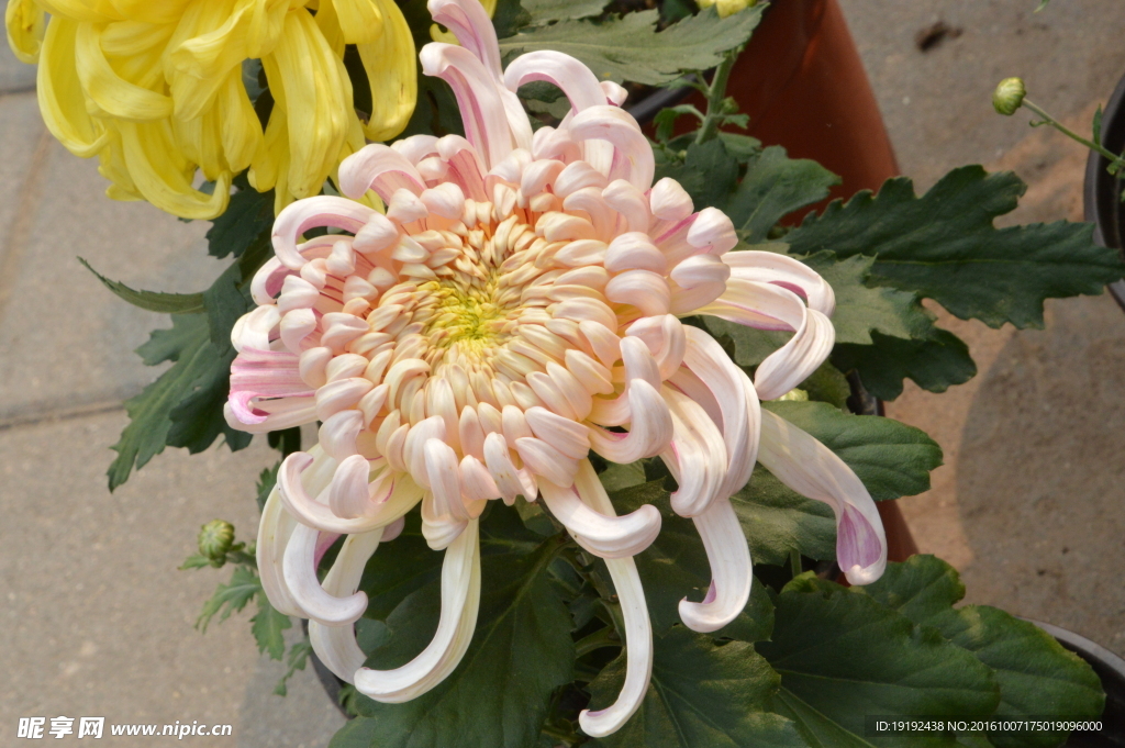 菊花