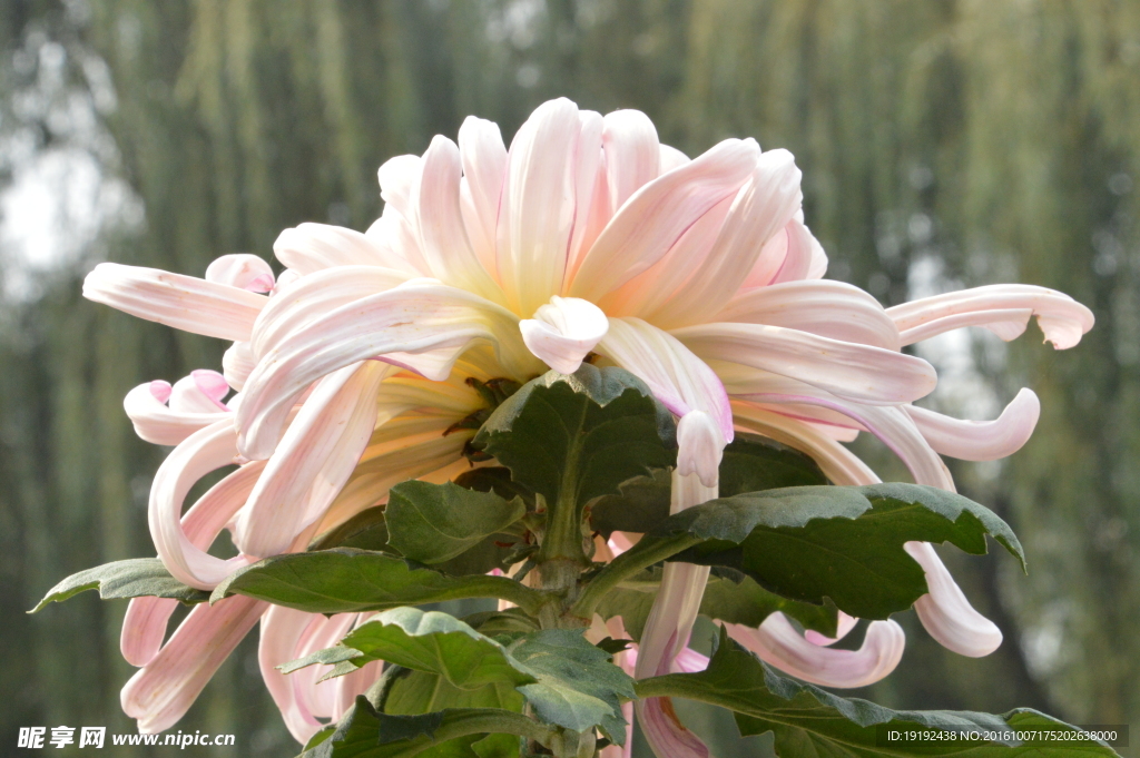 菊花