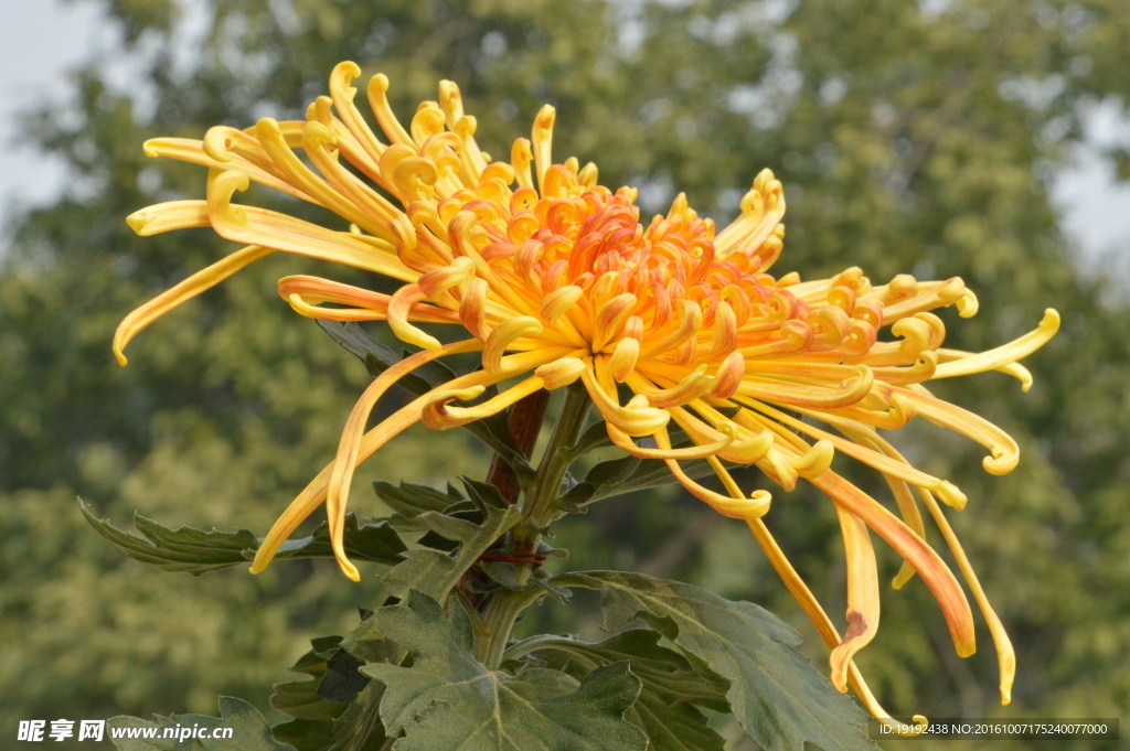 菊花