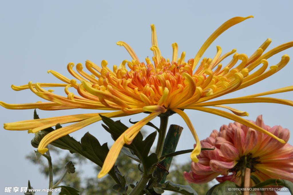 菊花