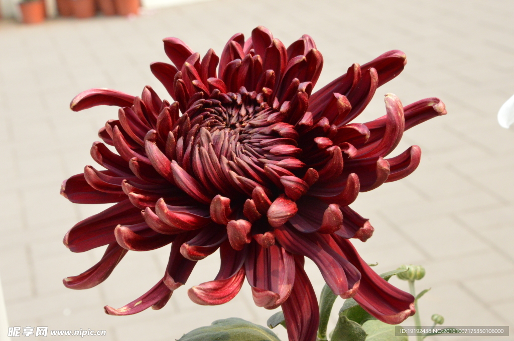 菊花