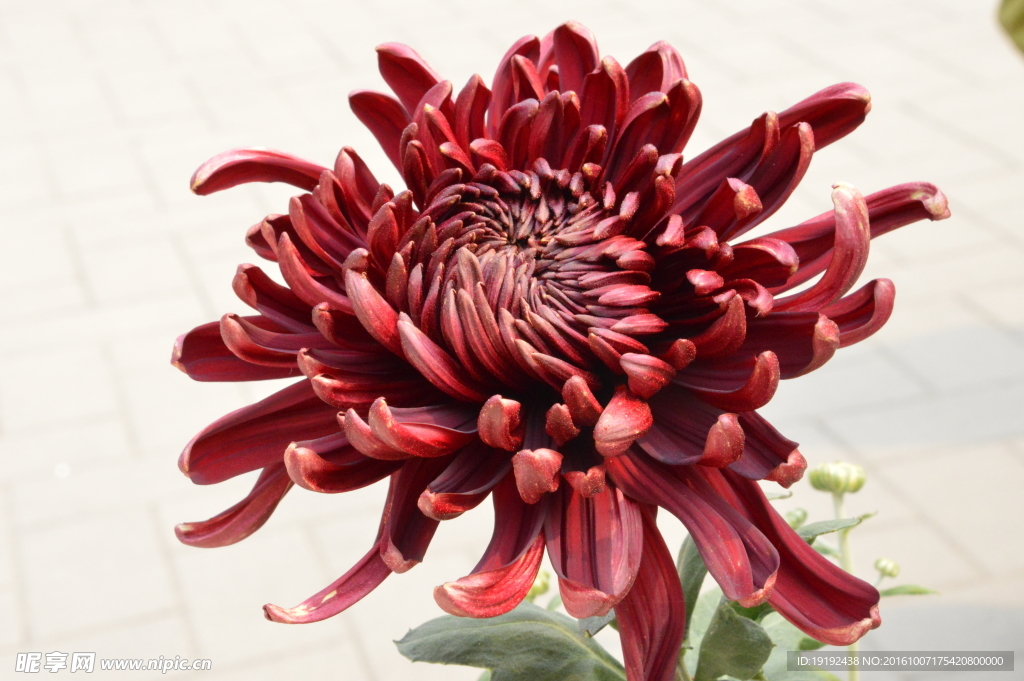 菊花