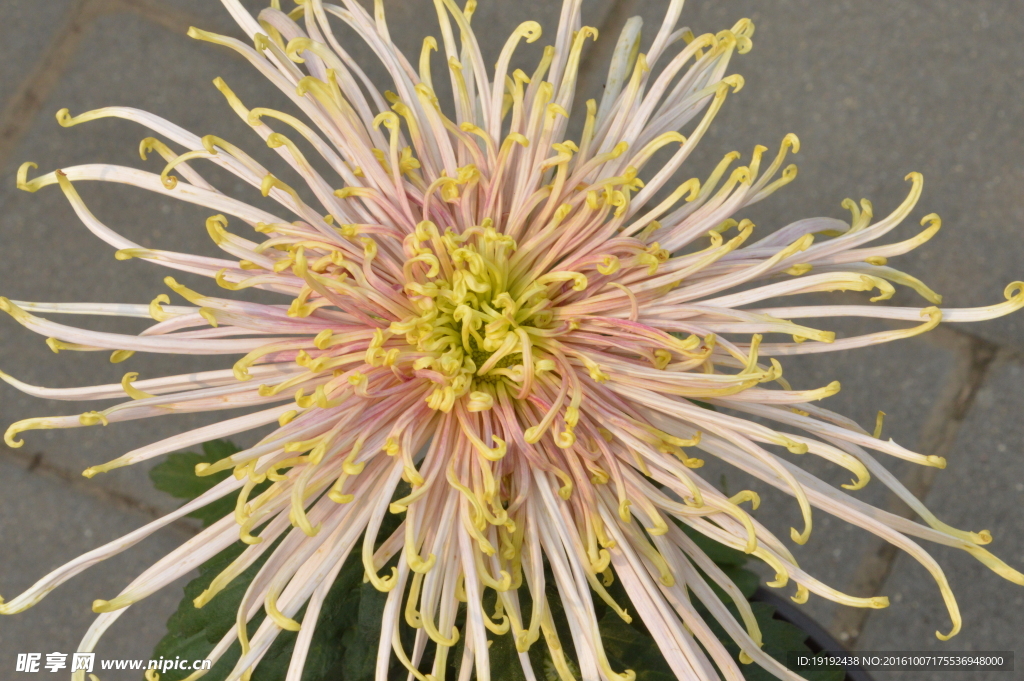 菊花