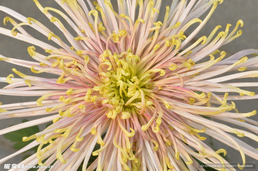 菊花