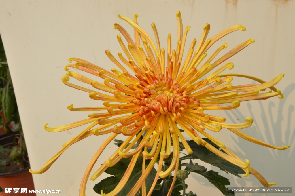 菊花