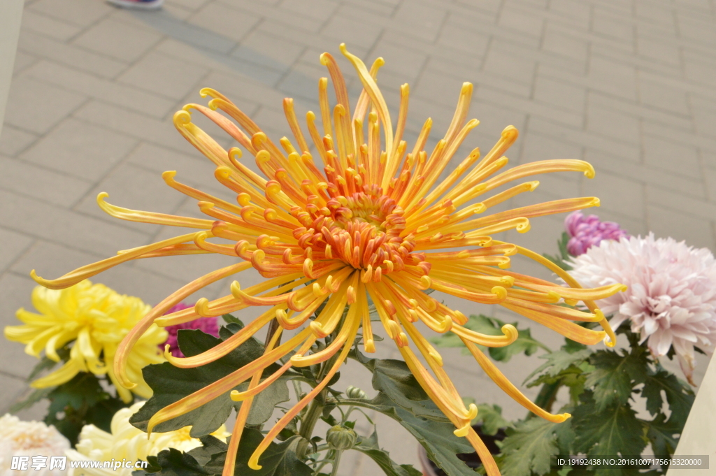 菊花