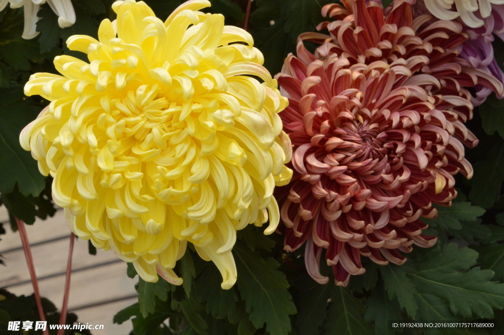 菊花